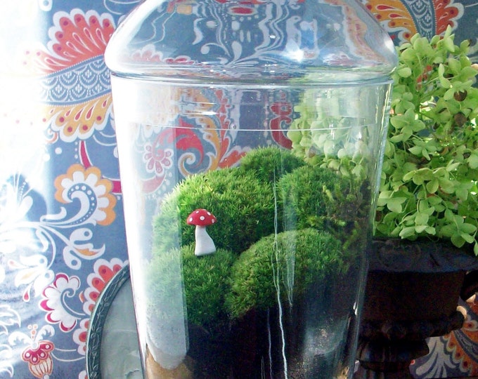 Apothecary Jar Terrarium No. 11 Etsy