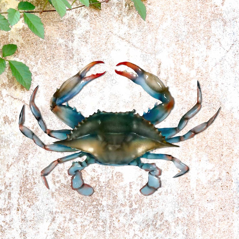 May include: A blue crab with red tips on its claws, sitting on a light brown textured surface.