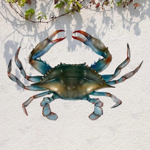 May include: A blue crab with red claws and a brown shell. The crab is on a white background.