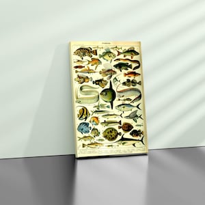 Carteles de peces, Poissons, peces Millot, grabado vintage de Millot, grabado francés, cartel de Sealife, regalo de pescador, ilustración, Lienzo