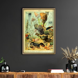 Adolphe Millot Sea Life Canvas Framed, Larousse Adolphe Millot Print, Vintage Style Scientific Illustration Art Marine Life, Coastal decor,
