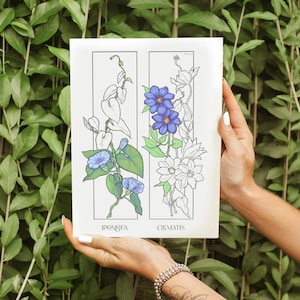 May include: A botanical illustration print featuring two vertical panels. The left panel depicts a morning glory plant with blue flowers and green leaves. The right panel shows a clematis plant with blue flowers and green leaves. The print has the names of the plants at the bottom.