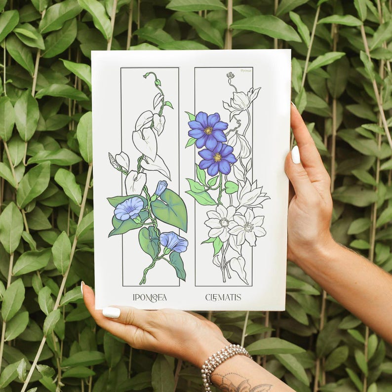 May include: A botanical illustration print featuring two vertical panels. The left panel depicts a morning glory plant with blue flowers and green leaves. The right panel shows a clematis plant with blue flowers and green leaves. The print has the names of the plants at the bottom.