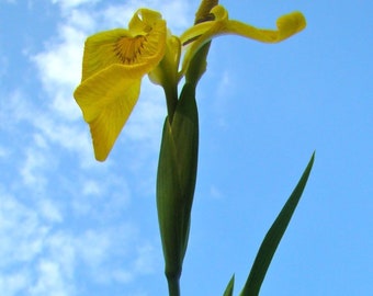 Artsy Majestic Yellow Iris against Blue Sky