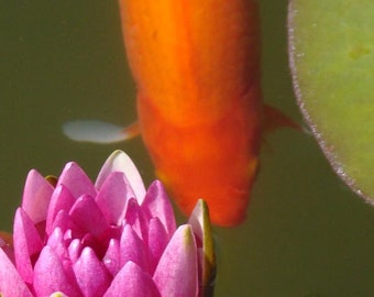Zen-like Photo of Koi Fish and Water Lily