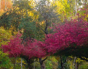 Autumn Treescape - Glorious Colorful Nature