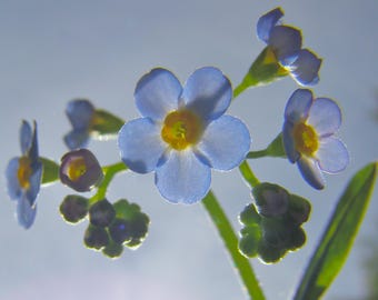 Forget Me Nots - Ethereal - Great Wall Art.- Digital Print