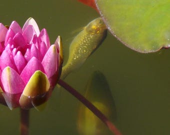Zen-like Koi Fish with Water Lily - #2
