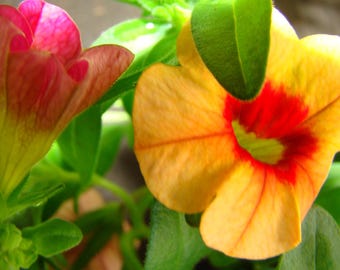 Pink Orange Yellow Petunias - Colorful Flowers - Photo Art