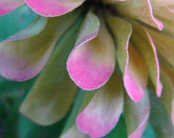 Zinnia Close Up Pink and Green Artsy Digital Wall Print