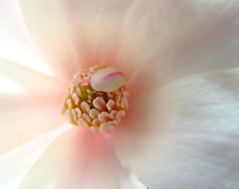 White Pink Magnolia Close Up Serene Beauty Digital Print