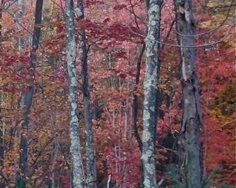 Autumn Splendor - White Birch Trees Against Vibrant Colors - Art Print