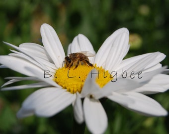 Fairy Daisy and the Bee