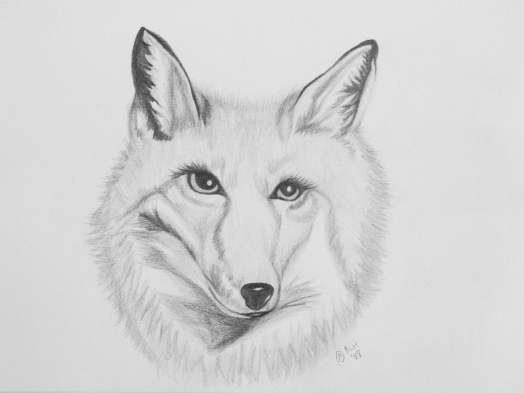 Graphitew Fox Hand Drawn in Graphite Fox Art Print 8 X 10 - Etsy