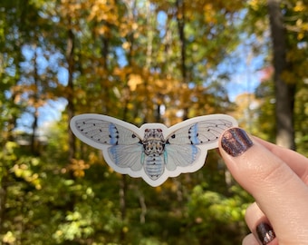 Adesivo Cicala fantasma bianca