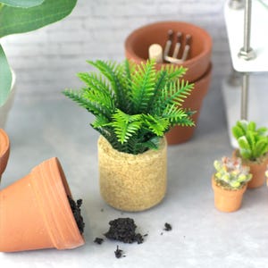 May include: A miniature potted fern with bright green leaves sits in a textured tan pot. A terracotta pot lies on its side with soil spilling out. Other small terracotta pots and miniature plants are in the background.