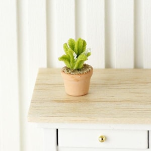 May include: A small potted succulent plant with green leaves in a terracotta pot. The plant is sitting on a wooden surface.