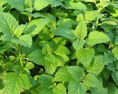 900 Fresh Lemon Balm Seeds Melissa officinalis Medicinal Herb Great for Bees Too Free Shipping