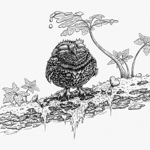 Little Owl | Fine Art Print