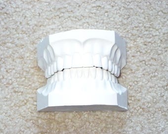 Dental Plaster Cast Full Set of Teeth + BONUS XRays