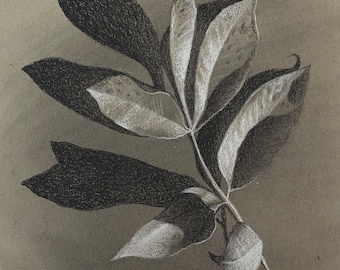 Walnut Leaves - Original Charcoal Drawing