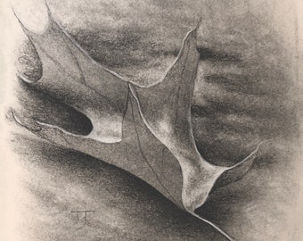 Oak Leaf On A Path - Original Charcoal Drawing