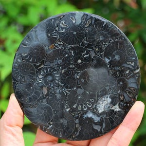 Puede incluir: Un fósil de amonita redondo de color negro y blanco con una superficie pulida. El fósil está formado por muchas pequeñas conchas de amonitas.