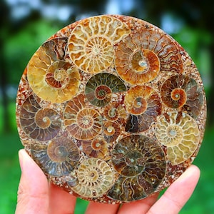 May include: A round, fossilized ammonite specimen featuring numerous spiral shell patterns in shades of brown, tan, and gold. The polished surface showcases the intricate details of the ancient marine creatures. The specimen is held in a hand against a blurred green background.