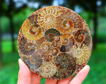 Fósil raro de amonita natural de 11 cm, espécimen fósil de concha, espécimen de amonita para decoración del hogar, fósil de concha espiral, envío rápido y gratuito dentro de EE. UU.