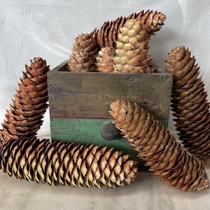 May include: A wooden box filled with large pine cones. The box is painted in shades of green, brown, and white. The pine cones are a natural brown color.