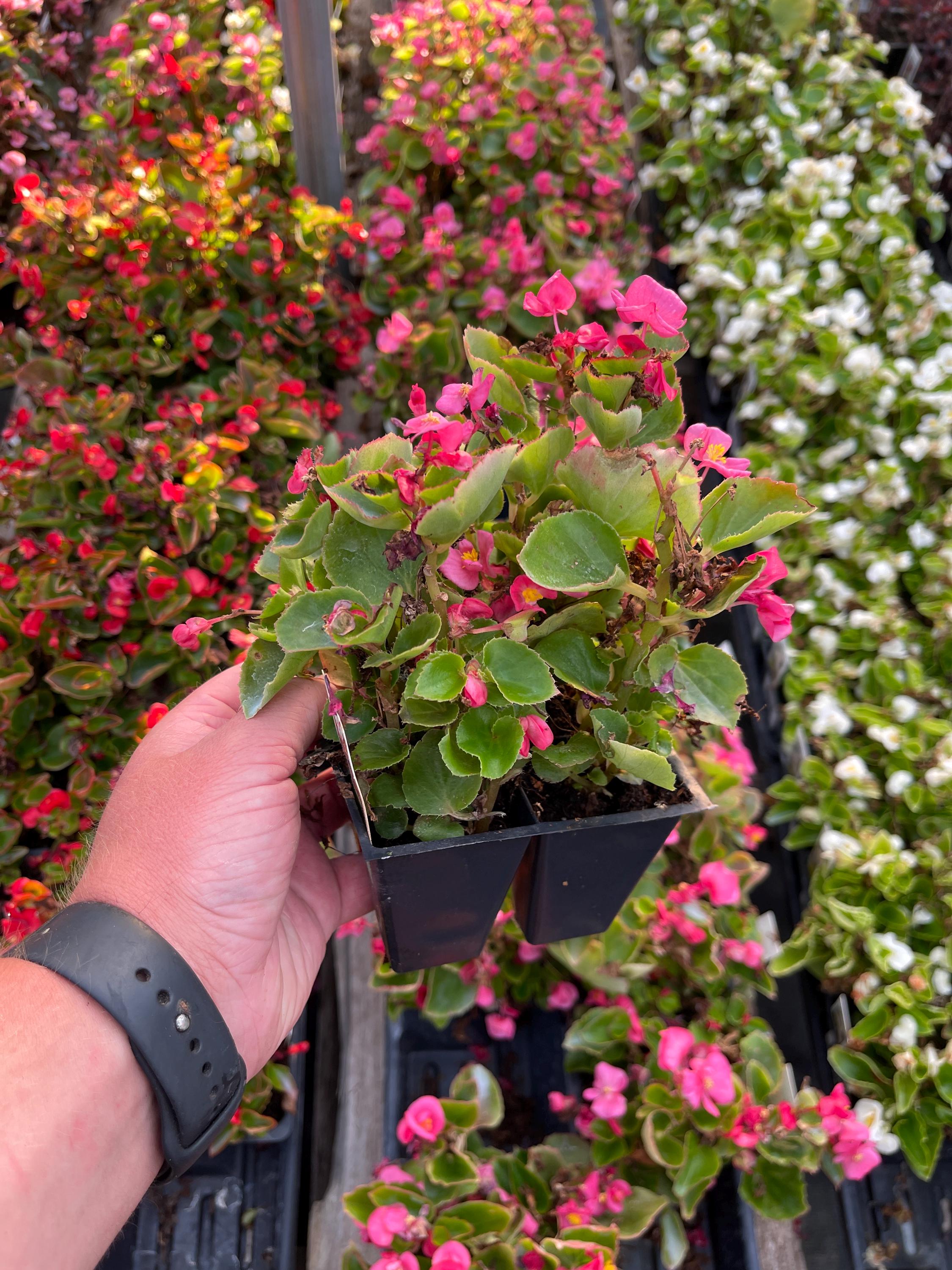 TVP❣️ 特価❣️高級原種ベゴニア4点セット　Begonia B TVP様専用❣️ 特価❣️高級原種ベゴニア4点セット Begonia B