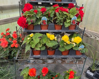 Begonia Botanicaz 85 V.5 'satin Mint' - Etsy