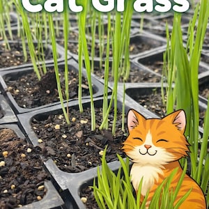May include: A tray of cat grass seedlings with the text "Cat Grass" in white. A cartoon orange tabby cat with a happy expression is nestled among the grass. The grass blades are a vibrant green.