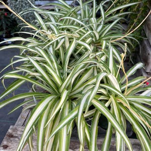 Planta araña, planta de interior en maceta de 4 pies, planta viva (se pueden encontrar esquejes/hijuelos).