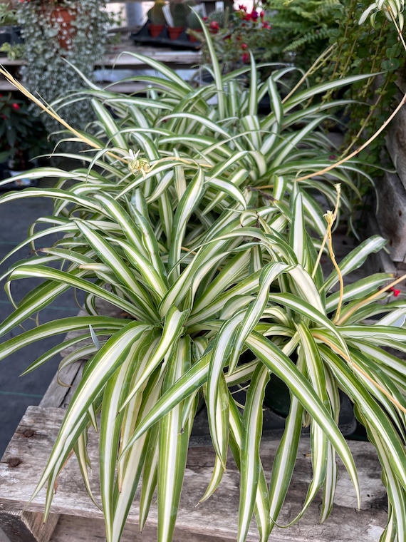 Spider plant houseplant 4’ pot live plant ( baby/cuttings available )