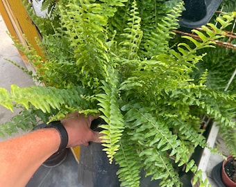 Boston fern live plant 2 quart pot