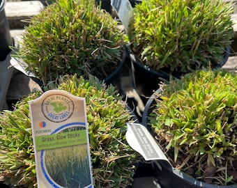 Live Ornamental Grass –Festuca arundinacea ‘Glow Sticks’ , Easy Care Perennial for Landscaping & Containers, Cold Hardy to -30F