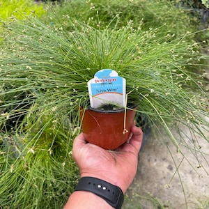May include: A potted 'Live Wire' plant with long, thin, green stems and small, delicate flowers. The plant is in a brown plastic pot and held by a person. A label with the words 'Rolled Perfection' and 'Live Wire' is attached to the plant.