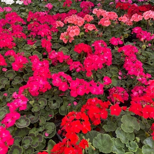 Geranium live plant 3.5’ plant - multiple colors