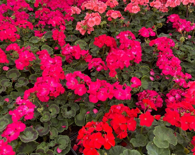 Geranium Live Plant 3.5’ Plant - Multiple Colors - Etsy