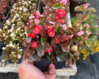 4 Pack Begonias Live Plants- Multiple Colors - Etsy