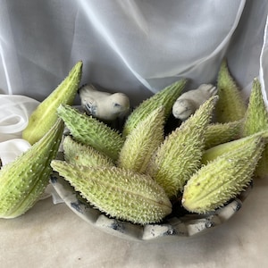 May include: A collection of light green, spiky gourds in a decorative, distressed bowl. Two small, white ceramic bird figurines are nestled among the gourds. The bowl has a black and white rim, set against a white backdrop.