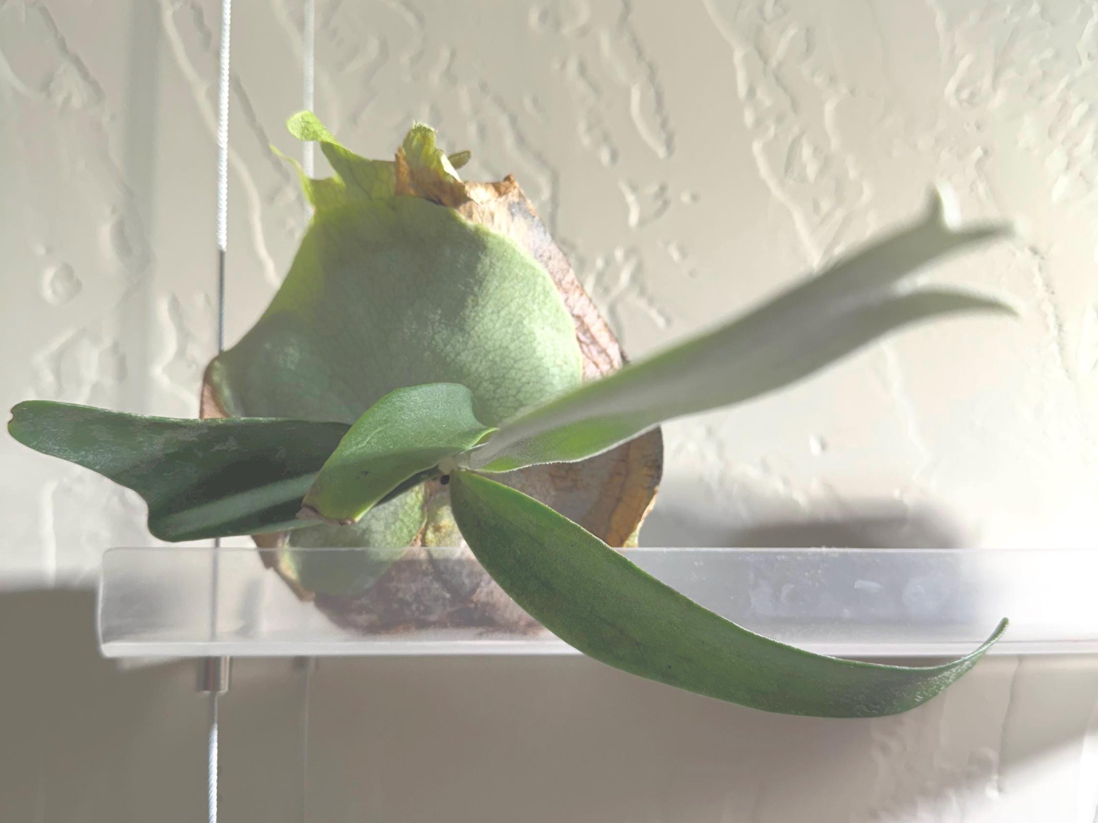 Platycerium Willinckii Dwarf - Etsy