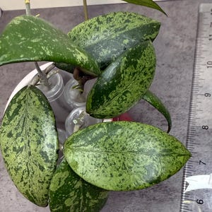 May include: Close-up of a Hoya plant with large, oval-shaped leaves. The leaves are a deep green color, speckled with lighter green and yellow variegation. The plant is in a white pot, and a ruler is visible in the background, showing measurements in inches.