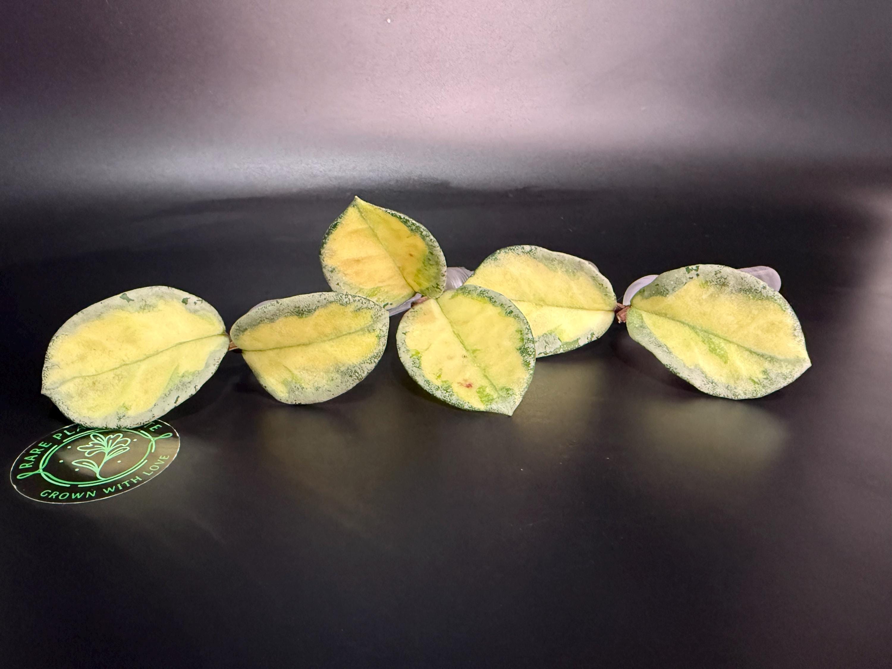 Hoya Argentea Princess - Etsy Hoya Argentea Princess - Etsy