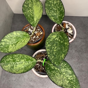 Hoya Patcharawalai 023 Icensis - Etsy