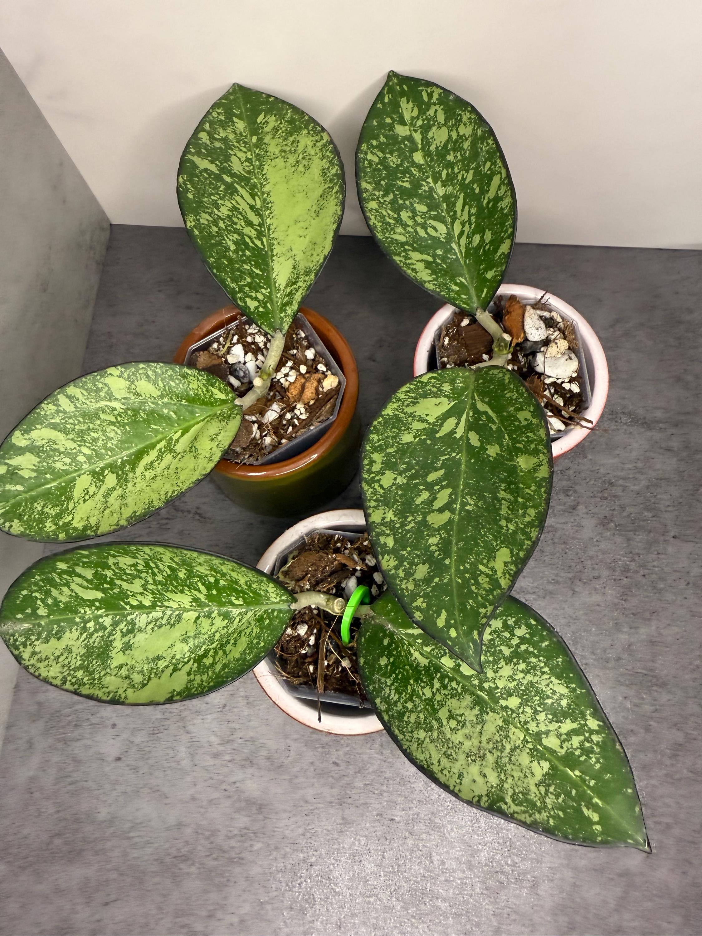 Hoya Patcharawalai 023 Icensis - Etsy