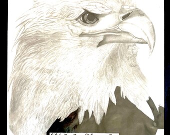 American Bald Eagle original graphite drawing