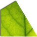 Avatar belonging to LeafPiece