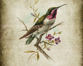 Printable Digital Picture - INSTANT DOWNLOAD - Vintage Bird Illustrations on Old Paper - BIRD 08 - 8 x 10 Inches -3.50